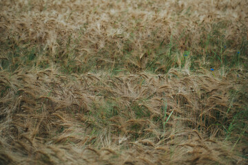 a large field of wheat
