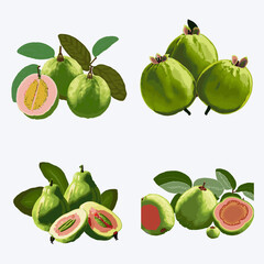 Set of guava fruits with leaves and slice. Vector illustration.