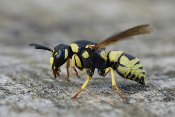 Closeup on a colorful yellow and black Mediterranean potter wasp, Euodynerus dantici sitting on wood