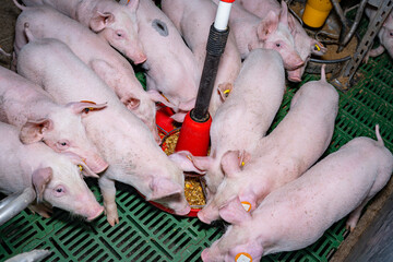 Ferkelfütterung - hungrige Ferkel fressen Ferkelfutter aus einer roten Futterschale. © Countrypixel