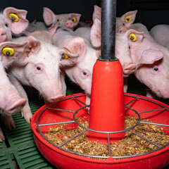 Ferkelfütterung - Ferkel umzingeln den Futtertrog .