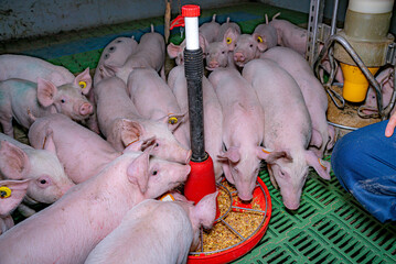 Ferkelfütterung - Ferkel umzingeln den Futtertrog .