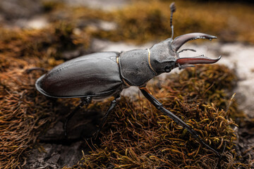 Young stag beetle on tree bark macro