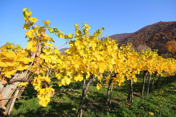 Naklejka premium Herbst in der Wachau