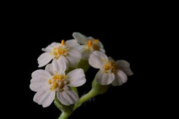 Fototapeta na wymiar Detail, four little flowers from the large milfoil flower; Achillea millefolium; macro photography 
