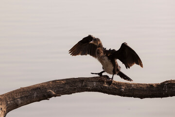 Birding at the Marievale reserve