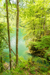 Obraz premium Natural scenery in a small forest at the lake Waegitalersee in Switzerland