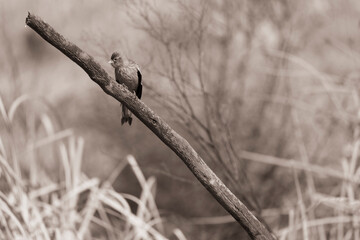The birds at the Marievale wetlands
