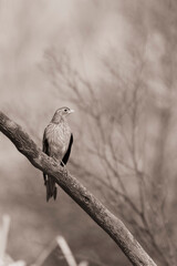 The birds at the Marievale wetlands