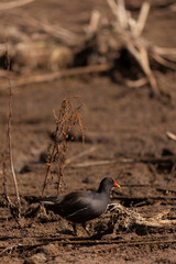 The birds at the Marievale wetlands