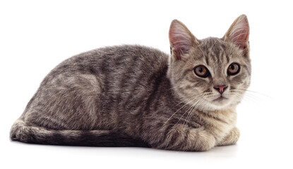 Obraz premium One little kitten.