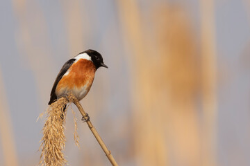 The birds at the Marievale wetlands