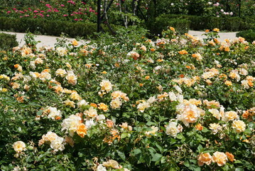 オレンジと黄色のバラの花壇
