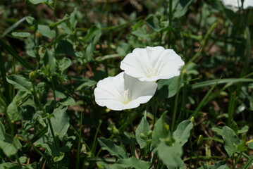 白が美しいヒルガオ科の花