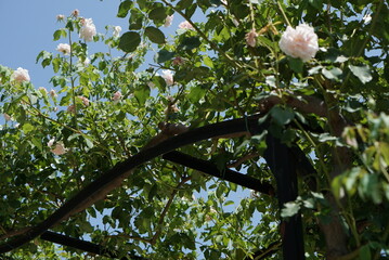 晴れの日に見上げたバラのアーチ