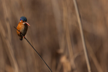 The birds at the Marievale wetlands