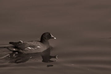 The birds at the Marievale wetlands