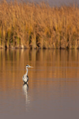 The birds at the Marievale wetlands