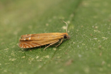 Closeup on the small orange red piercer moth, Lathronympha strigana , sitting on a green leaf