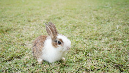 Young rabbit on green grassin nature. Little bunny plays in lawn with fun.a