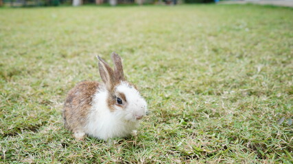 Young rabbit on green grassin nature. Little bunny plays in lawn with fun.a