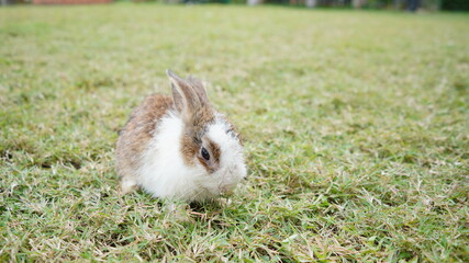 Young rabbit on green grassin nature. Little bunny plays in lawn with fun.a