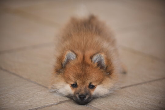 Beautiful Pomeranian puppy with brown fur.