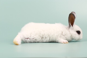 Rabbit on green pastel screen. Little bunny action. Cute pet for clinic or Vet banner.