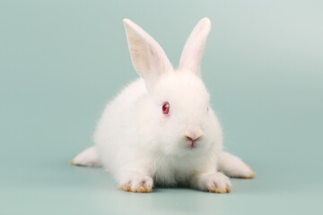 Fototapeta premium Rabbit on green pastel screen. Little bunny action. Cute pet for clinic or Vet banner.