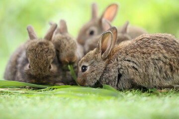 Cute little rabbit on green grass with natural bokeh as background during spring. Young adorable bunny playing in garden. Lovrely pet at park