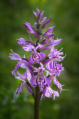 Dactylorhiza maculata belonging to the Orchidaceae family.