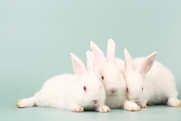 Rabbit on green pastel screen. Little bunny action. Cute pet for clinic or Vet banner.