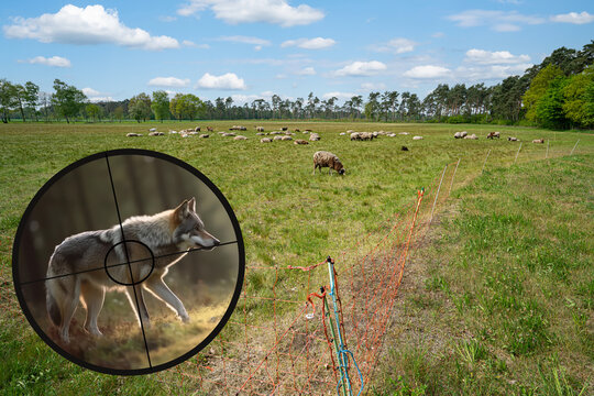 Bedrohung von Weidetieren durch Verbreitung des Wolfes - Symbolfoto. Gererative AI.