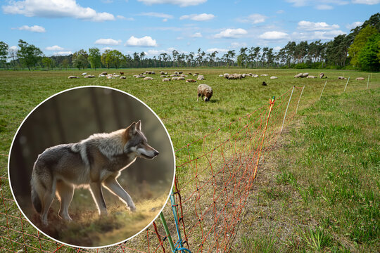 Bedrohung von Weidetieren durch Verbreitung des Wolfes - Symbolfoto. Gererative AI.