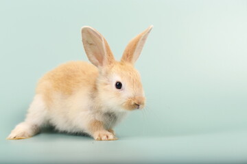 Rabbit on green pastel screen. Little bunny action. Cute pet for clinic or Vet banner.