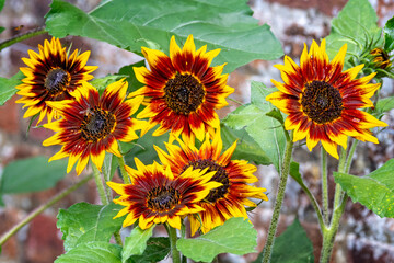 Close up of group of dazzling sunflower heads in red, orange and yellow