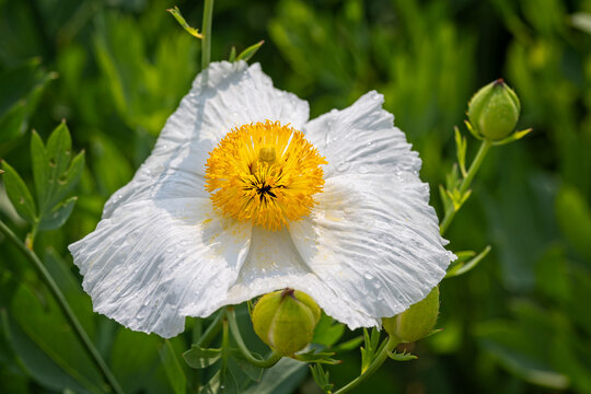 Close up of a white and yellow californian tree poppy flower againsta a green diffused natural background