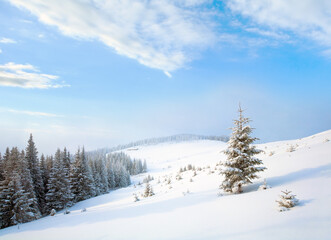 Fototapeta na wymiar Winter calm dull mountain landscape with fir trees on slope (Kukol Mount, Carpathian Mountains, Ukraine)