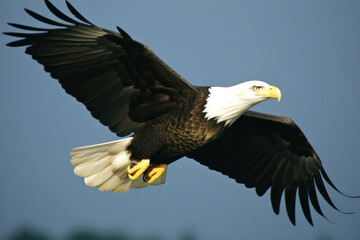 A image of a majestic eagle soaring through the sky, capturing its grace and power in