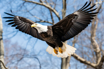 A image of a majestic eagle soaring through the sky, capturing its grace and power in