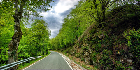 Road in the forest