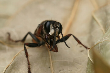 Closeup on the red and black, European Golden Sand Wasp, Sphex funerarius sitting on a dried leaf