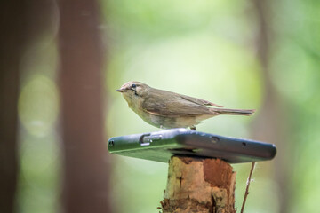 Common chiffchaff, lat. phylloscopus collybita, sitting on branch of bush in spring and looking for food
