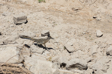 Roadrunner in the sand
