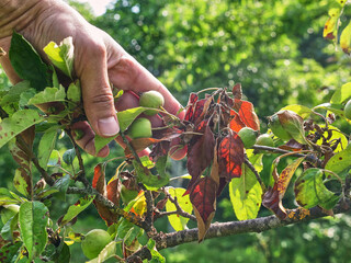A farmer examines the dry leaves of an apple tree. Gardening. Diseases and pests of apple trees.