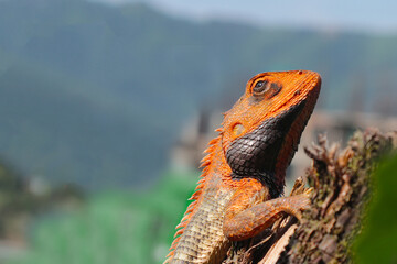 Thoughtful funny lizard rolled his eyes and dreams with red head. Oriental garden lizard (Calotes versicolor), also called the eastern garden or Indian garden lizard. Close-up.
