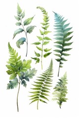 Watercolor calming collection of ferns and moss. AI generated