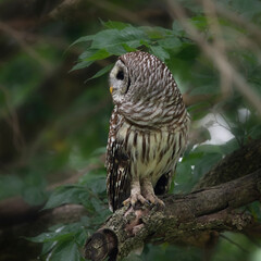 Owl on branch