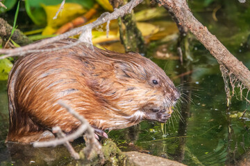 Wild animal Muskrat, Ondatra zibethicuseats, eats on the river bank