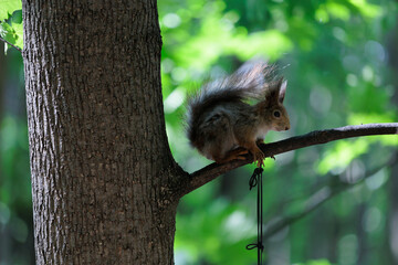 Squirrel on a tree in the forest, closeup of photo